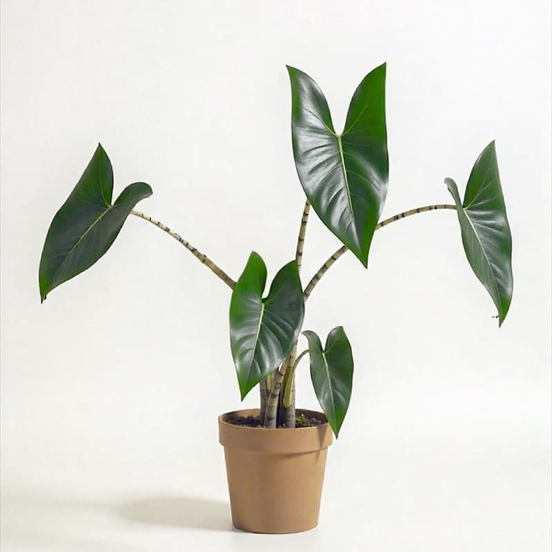 Livraison de plante alocasia zebrina à domicile