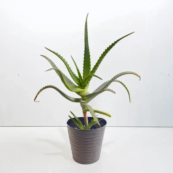 aloe candélabre plante grasse