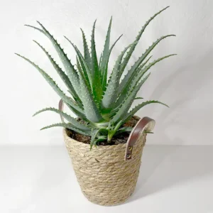 livraison d'aloe candelabre en pot plante