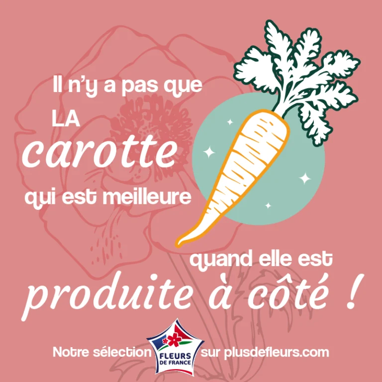 Il n'y a pas que la carotte qui est meilleurs quand elle est d'ici : fleurs françaises en livraison