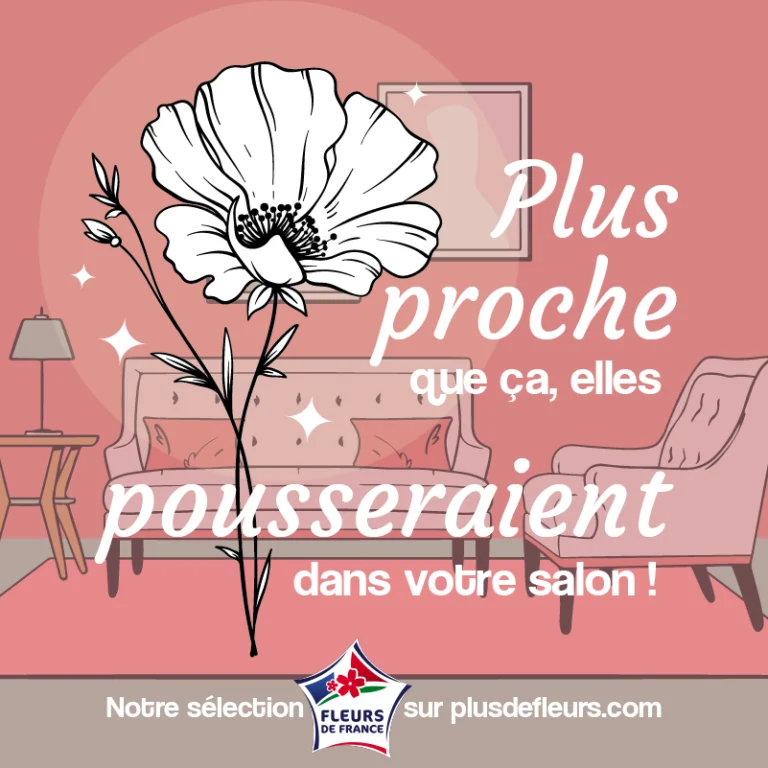 Plus proche que ça les fleurs pousseraient dans votre salon : fleurs françaises en livraison
