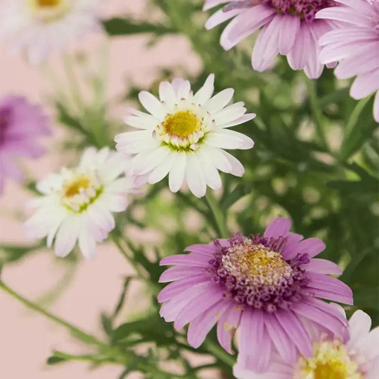 Livraison d'assortiment de couleurs de fleurs d'aster en septembre