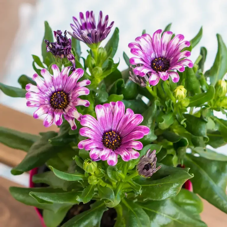 aster fleur bicolore