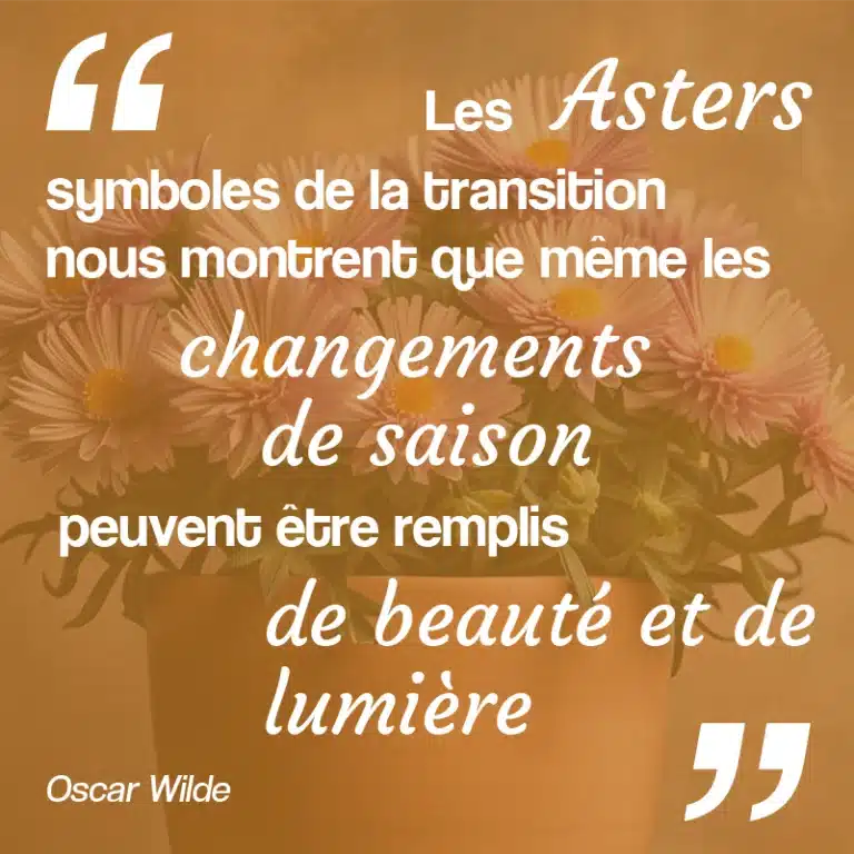 citation sur les asters