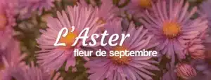 Livraison de plante en fleurs aster