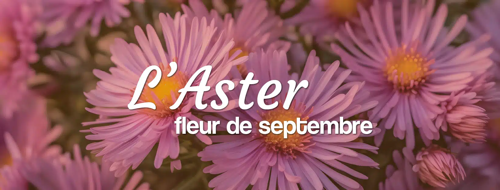 Livraison de plante en fleurs aster