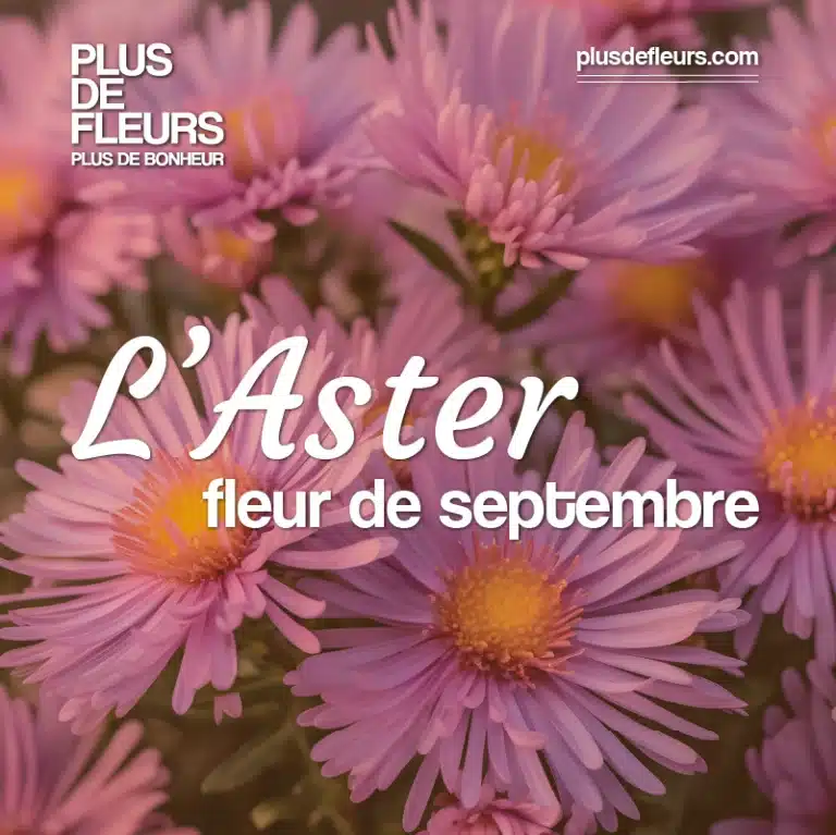 Livraison de plante en fleurs aster