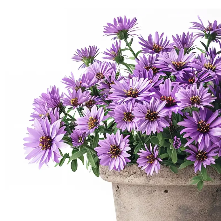 aster frikartii fleur violette