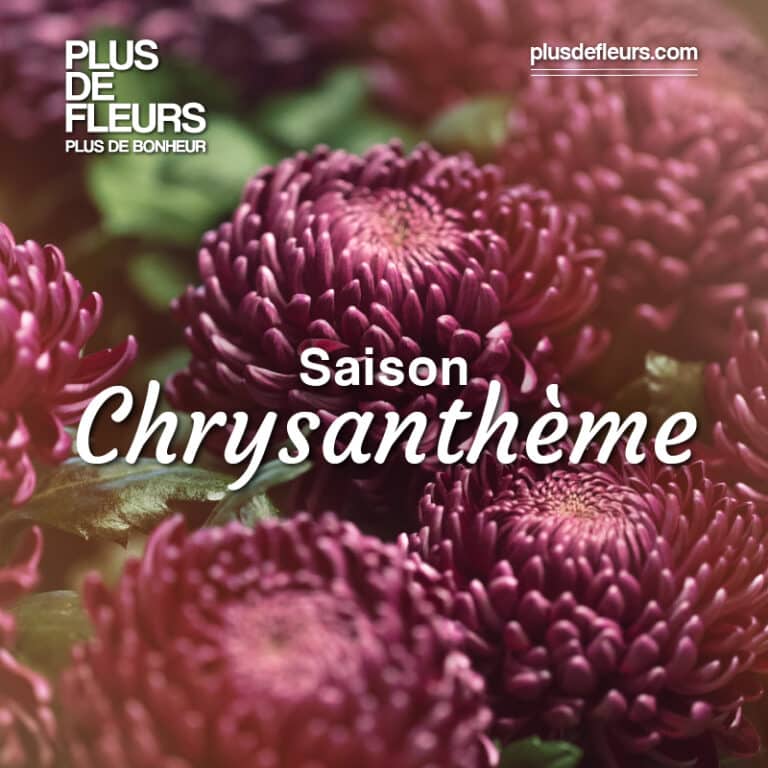 livraison de chrysanthèmes sur tombe