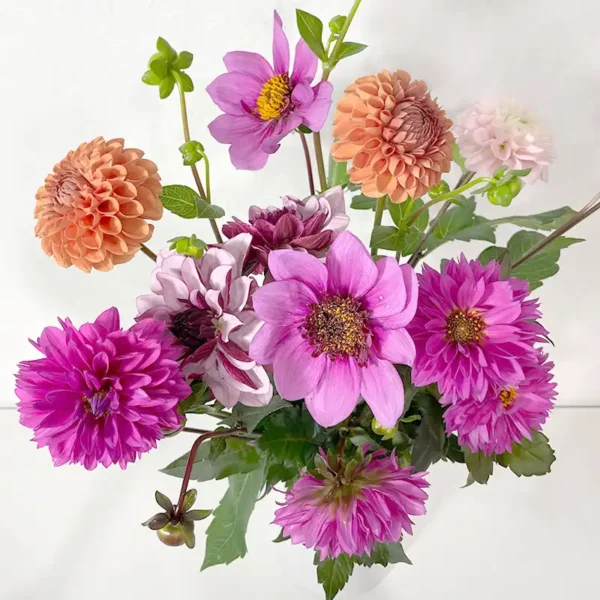 Bouquet de Dahlias roses automne en livraison en France