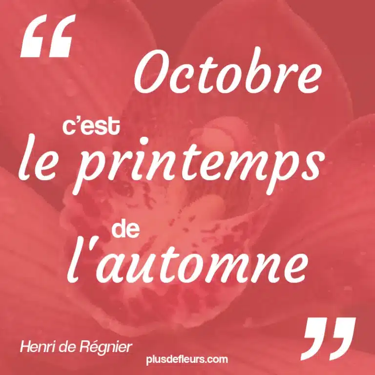 citation sur les fleurs d'octobre