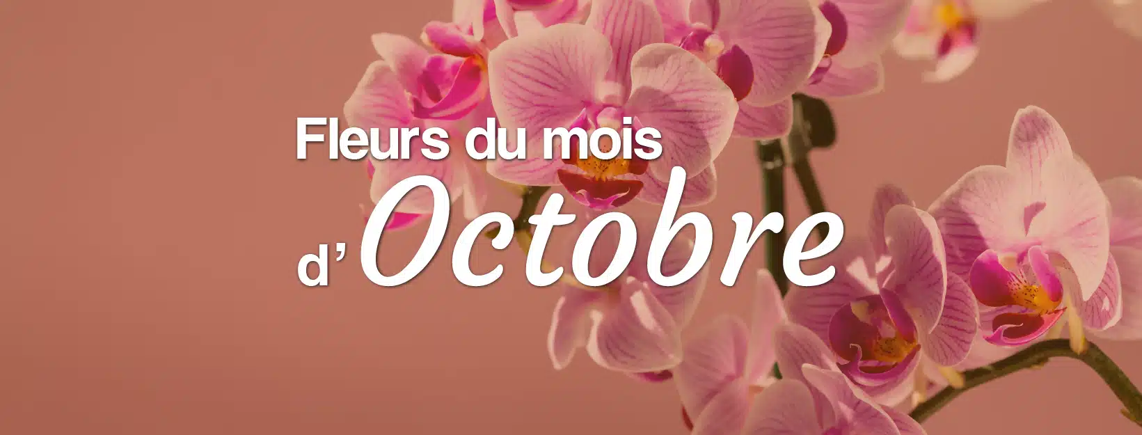 livraison de fleurs de saison en octobre