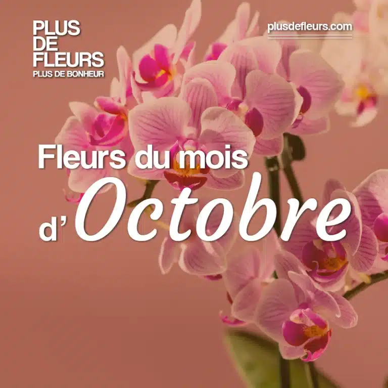 livraison de fleurs de saison en octobre