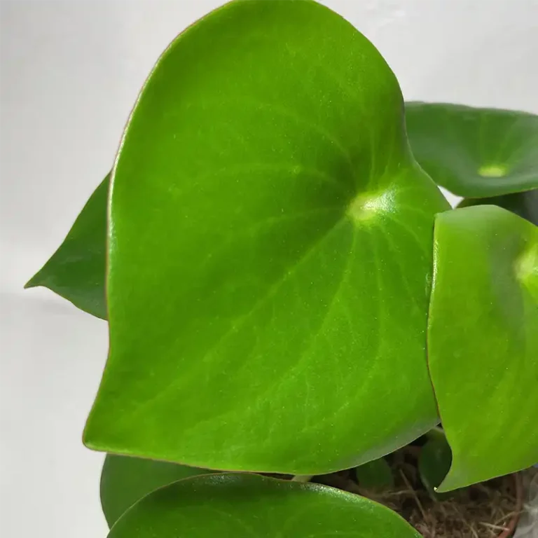 livraison de plante pilea en pot feuille