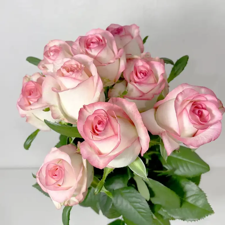 Fleurs de juin : Rose et 4 autres merveilles de saison Boutons de roses roses de France fleurs de juin