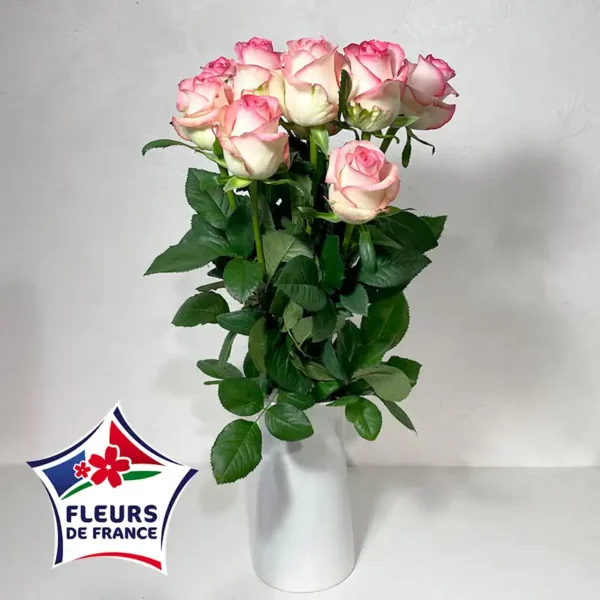 roses roses de France fleurs