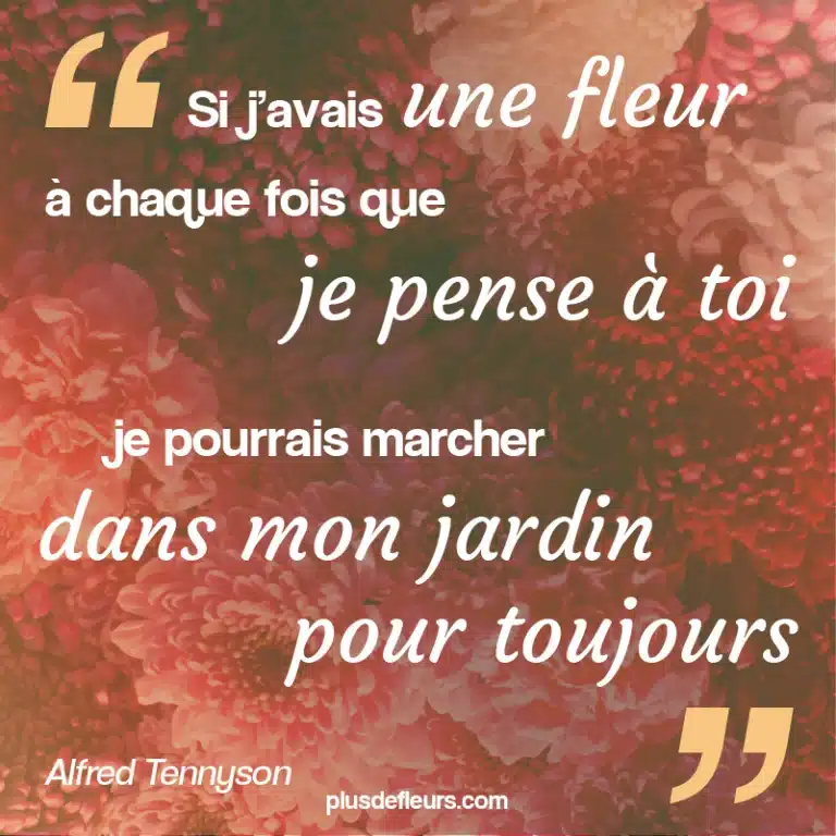 citation sur les fleurs de novembre