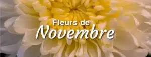 11 novembre fleurs d'automne et d'hiver