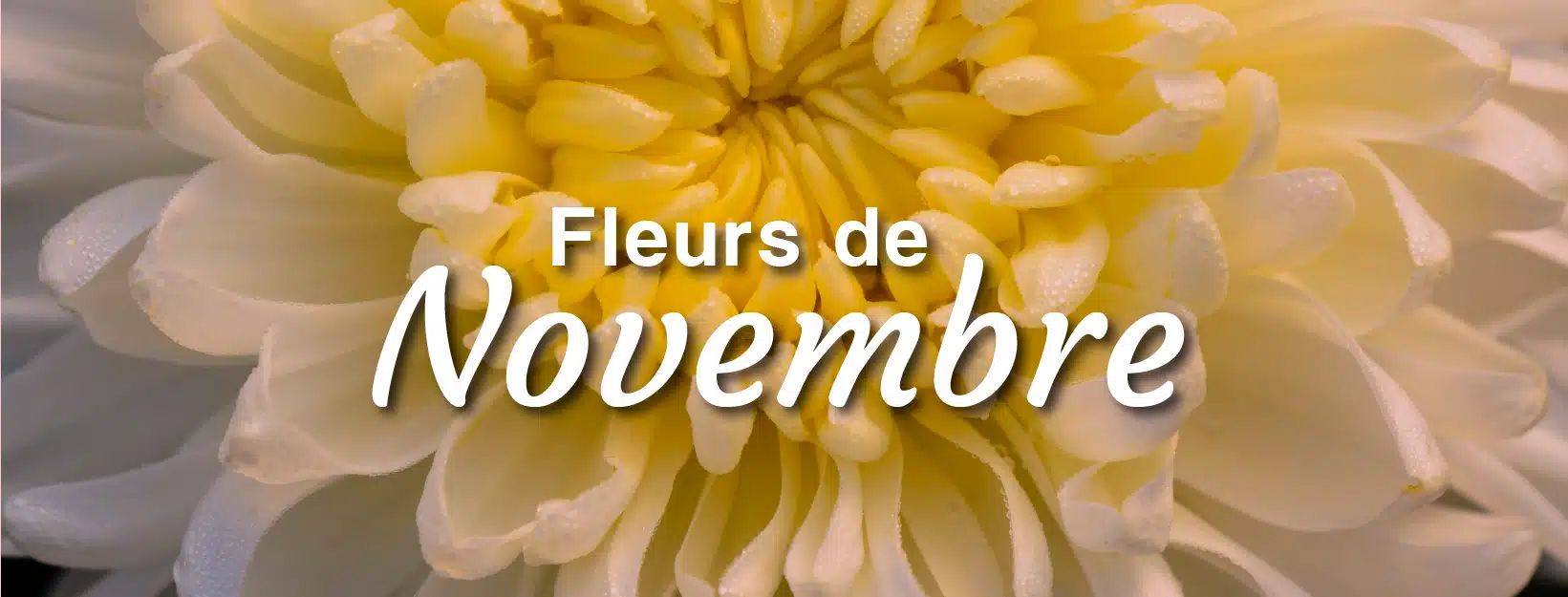 11 novembre fleurs d'automne et d'hiver