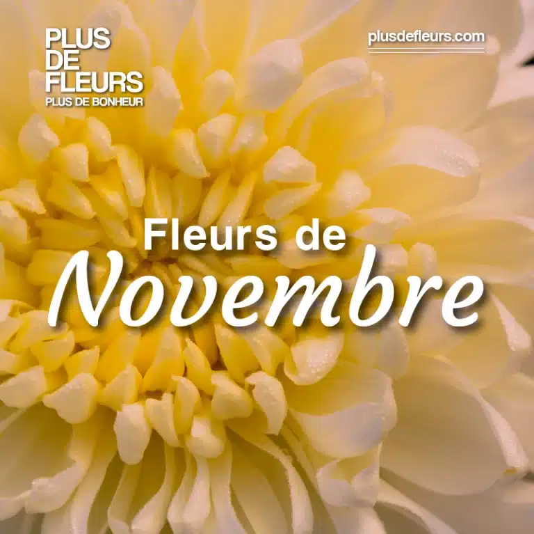 11 novembre fleurs d'automne et d'hiver