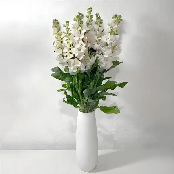 livraison de bouquet de giroflée blanche