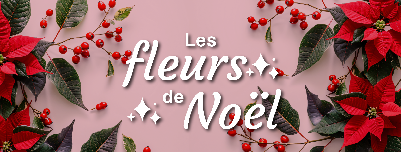 Rouge et blanc les fleurs de Noël