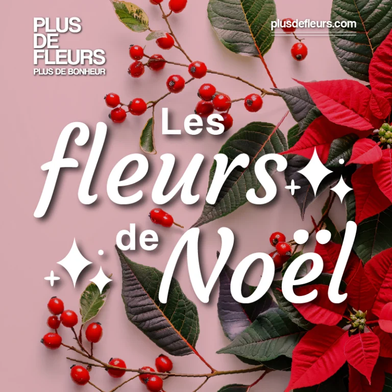 Rouge et blanc les fleurs de Noël