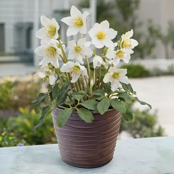 hellebore grand pot