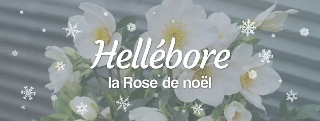 hellebore web couverture facebook 1