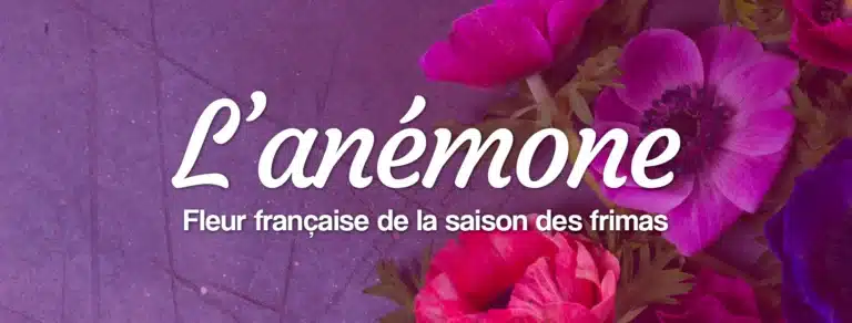 Fleurs d'hiver : trouvez votre bouquet de saison livraison de bouquets d'anémones fleurs d'hiver françaises