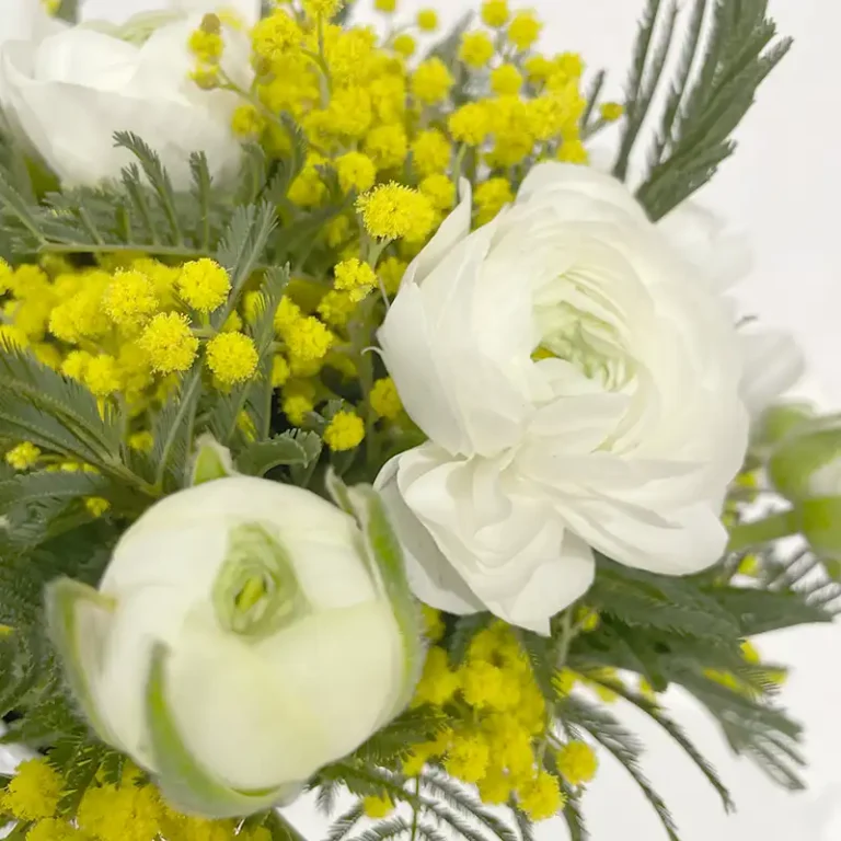 bouquet renoncule mimosa lumière hiver