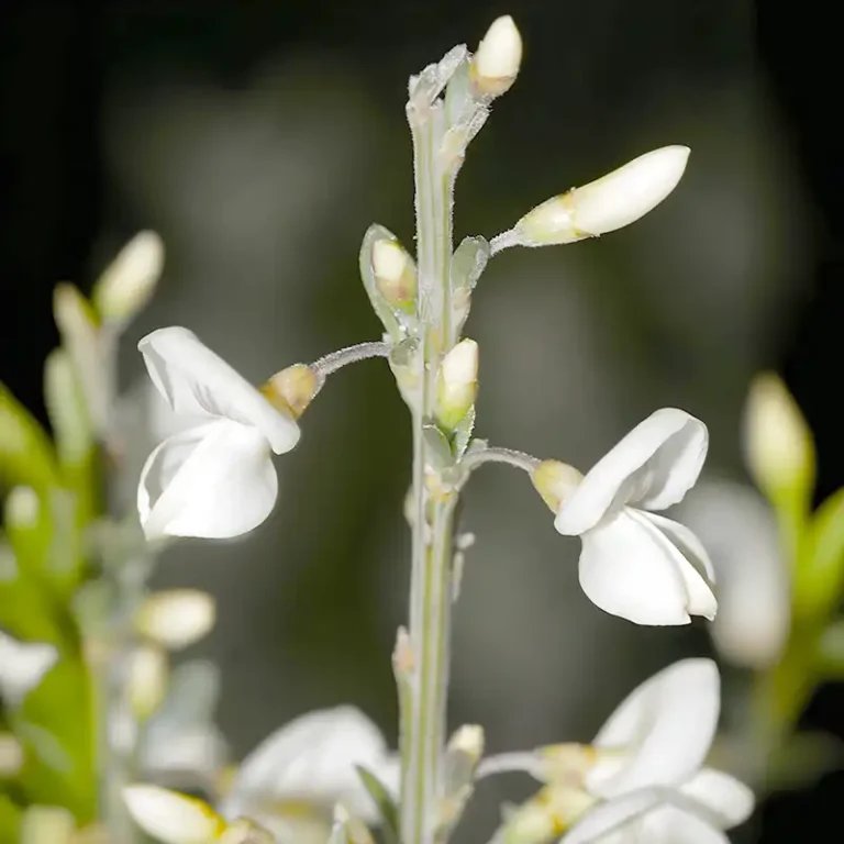 branche de genêt fleur blanche sauvage