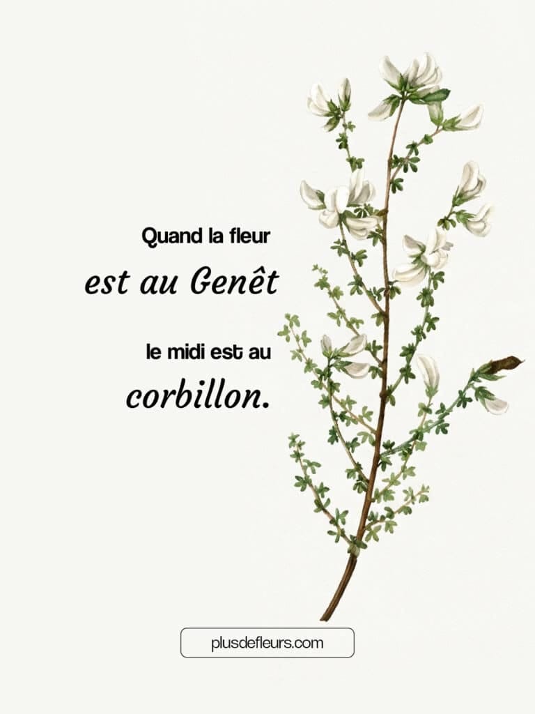 Le Genêt branchage fleuri et parfumé Citation sur genêt branchage fleuri