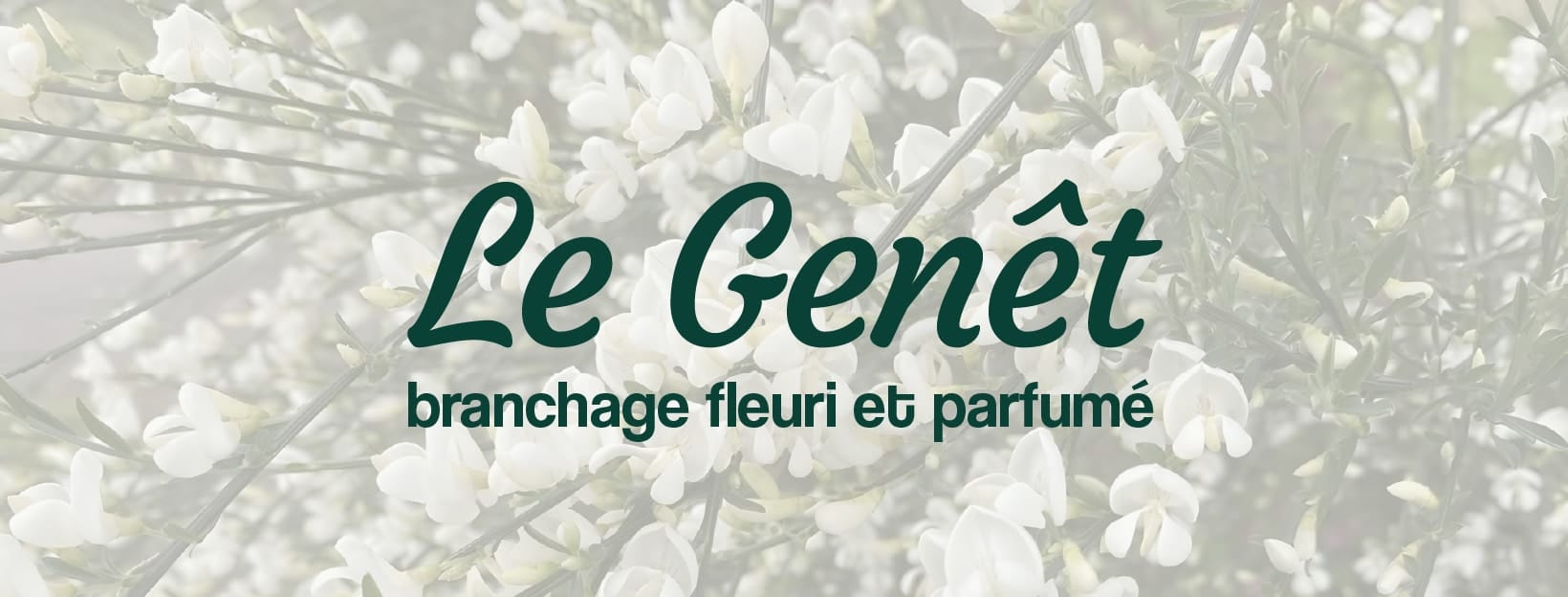 Livraison de bouquets de printemps parfumés à base de genêt branchage fleuri