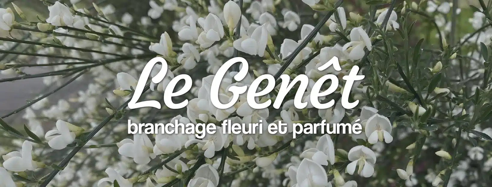 Livraison de bouquets de printemps parfumés à base de genêt