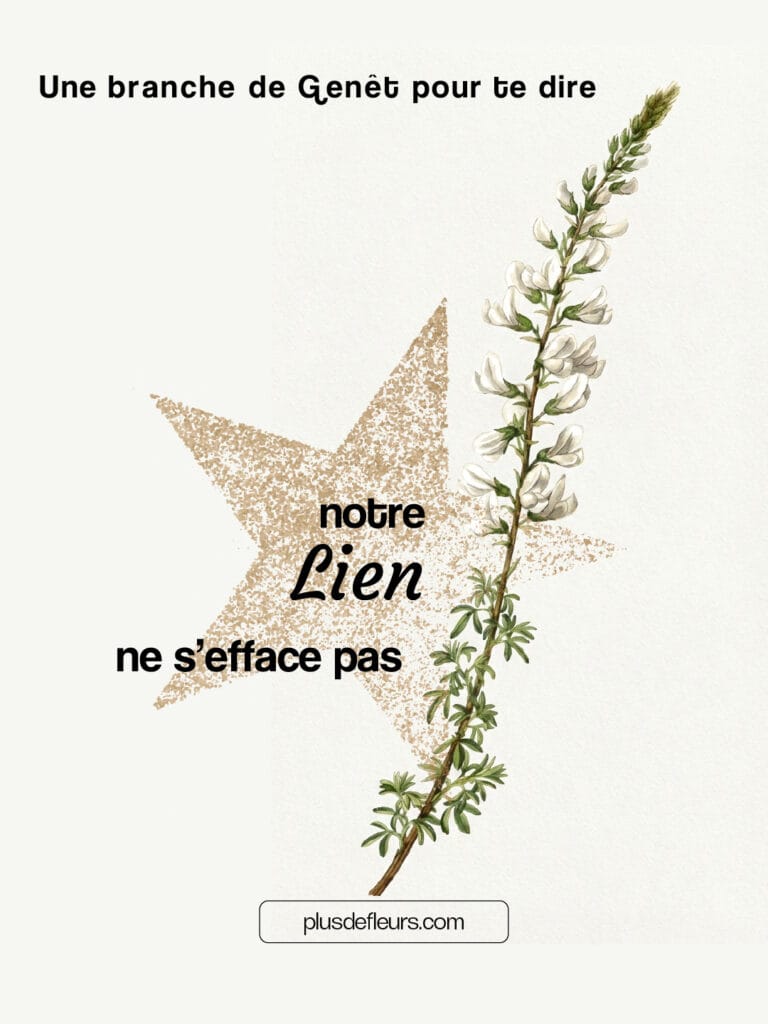 Le Genêt branchage fleuri et parfumé Une branche de gênet pour te dire