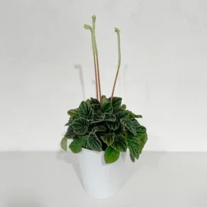 peperomia plante intérieur canne d'aveugle