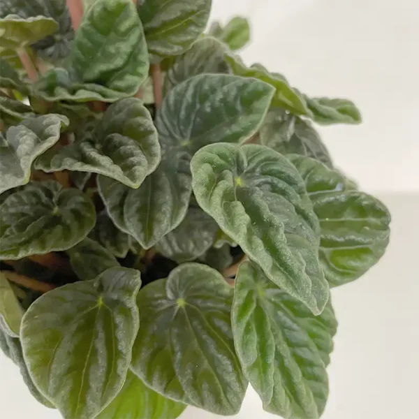 peperomia plante intérieur canne blanche feuilles