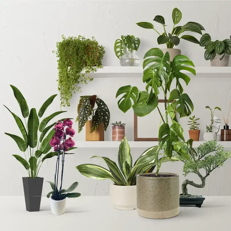 random plante d intérieur du fleuriste pour purifier l'air de sa maison