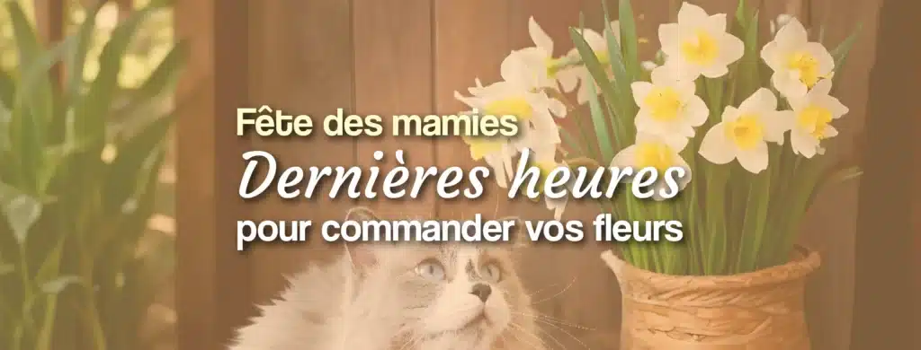 fête des mamies dernières heures pour commander vos fleurs