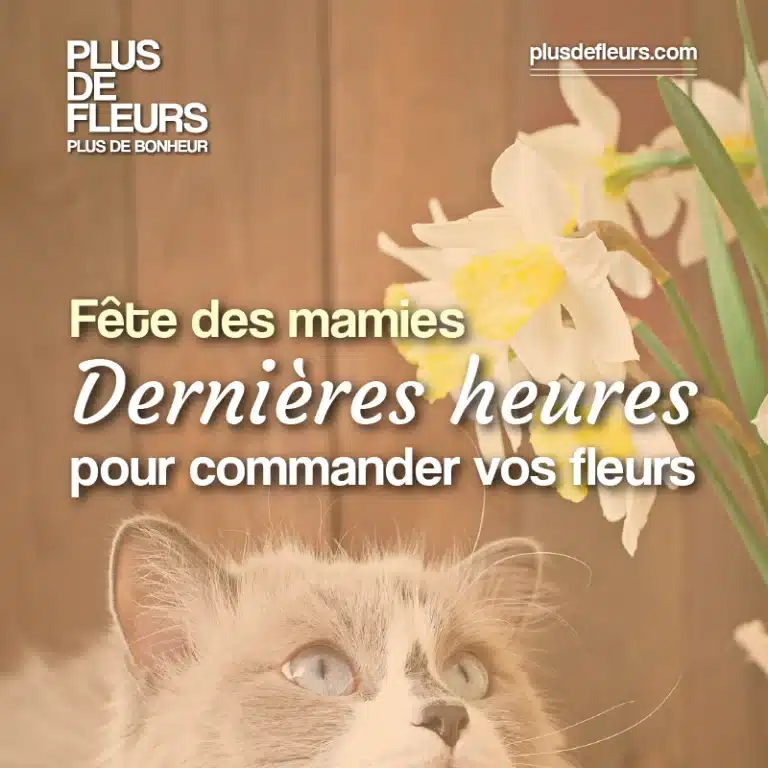 Dernière minute pour la fête des mamies fête des mamies dernières heures pour commander vos fleurs
