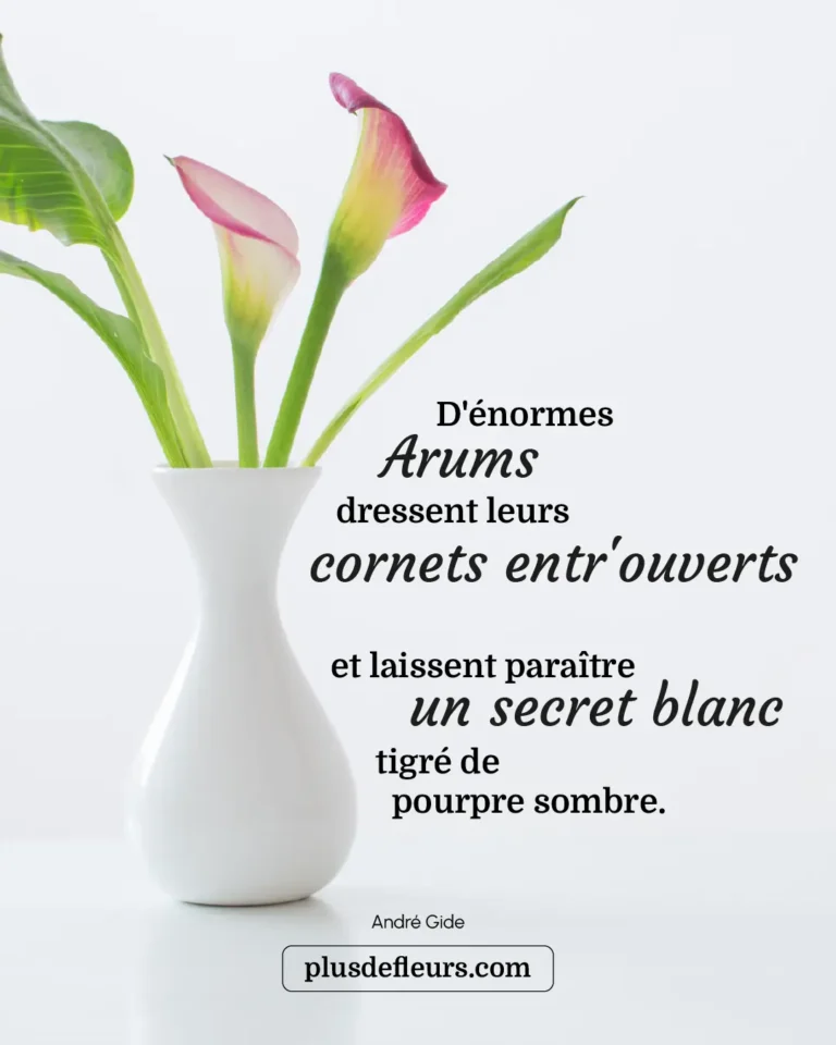 Arum Calla ou Zantedeschia quelle différence ? arum livraison citation