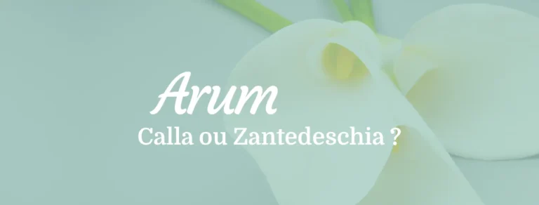 Arum calla ou zantedeschia ?