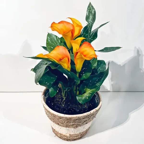 calla zentedeshia orange plante