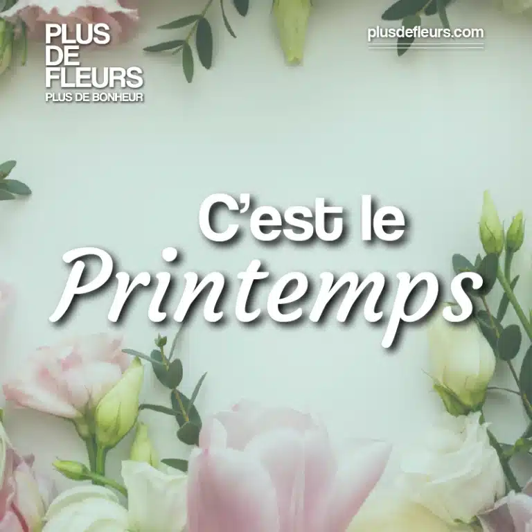 fleurs du printemps