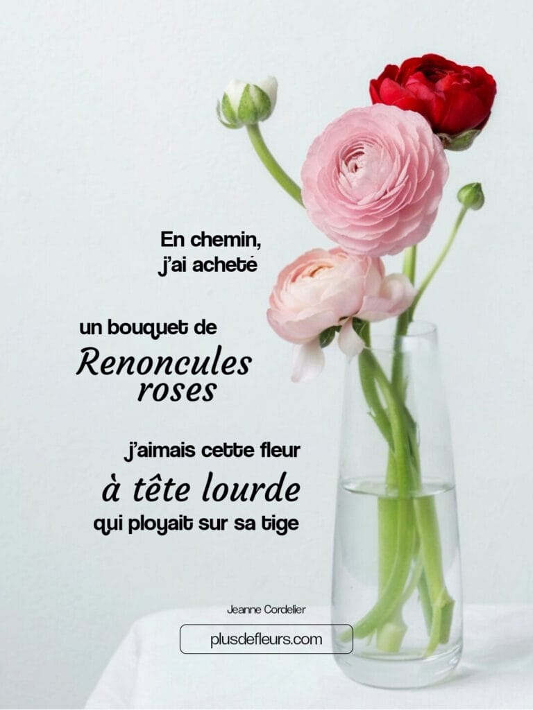 Renoncule, une beauté naturelle de saison citation sur la renoncule