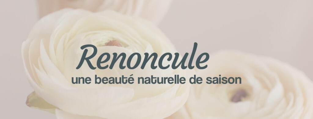 La renoncule de France fleur d'hiver et de printemps en livraison
