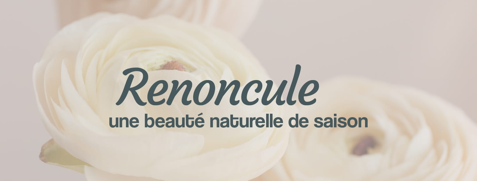 La renoncule de France fleur d'hiver et de printemps en livraison