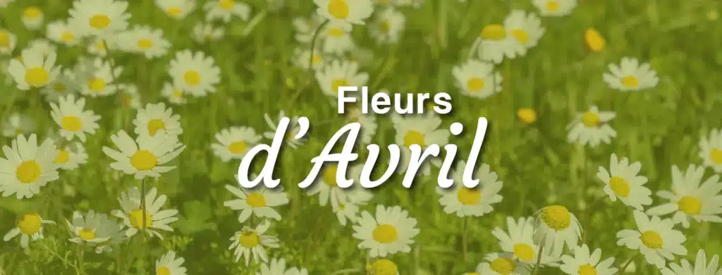 Quelles fleurs d'avril chez votre fleuriste ? fleurs d'avril