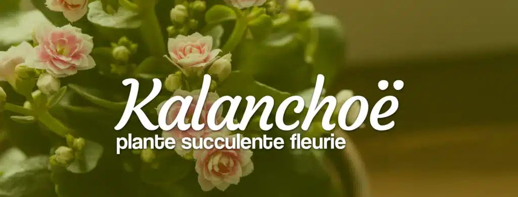 kalanchoe une plante succulente fleurie
